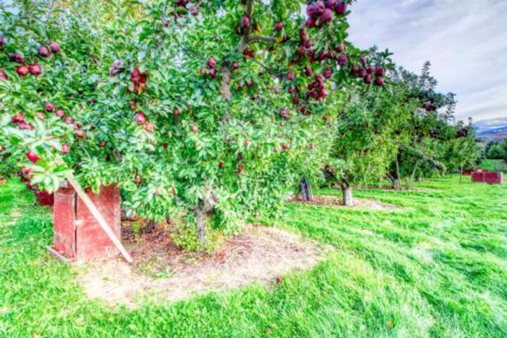 The American Cabin - thumb 3