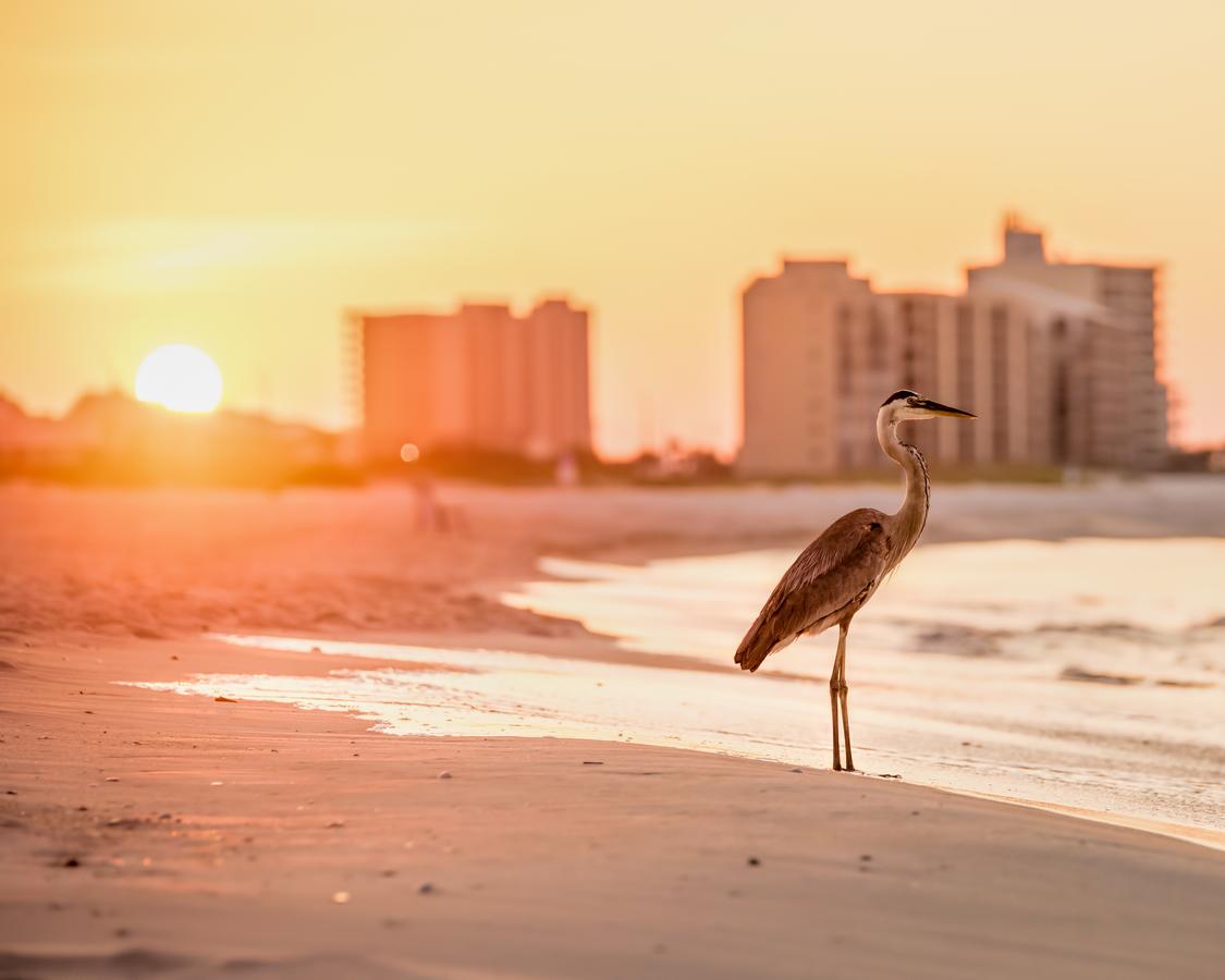 25805 Perdido Beach Condo - thumb 20