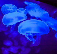 Shark Reef at Mandalay Bay Hotel and Casino - Accommodation San Jose