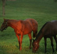 Half-Day Thoroughbred Horse Farm Tour in Kentucky - Accommodation San Jose