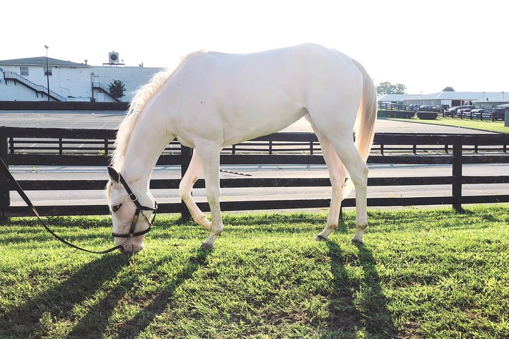 Rarest Thoroughbreds In The World Tour - thumb 0