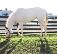 Rarest Thoroughbreds in the World Tour - Accommodation San Jose