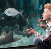 SEA LIFE Michigan Aquarium Admission Ticket - Accommodation San Jose
