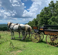 Horse and Carriage Ride through Moses H. Cone Park - Accommodation San Jose