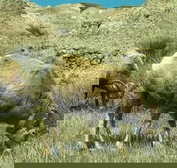 Private VIP Boutique Day Tour of Mt. Rushmore and The Badlands - Accommodation San Jose