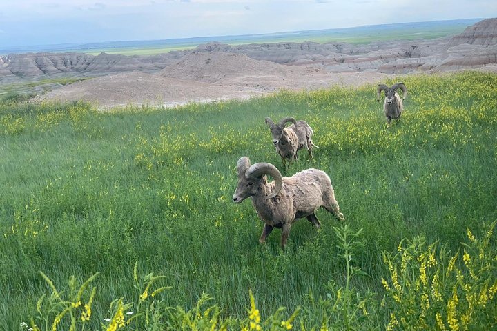 Private Badlands National Park Day Tour - thumb 3