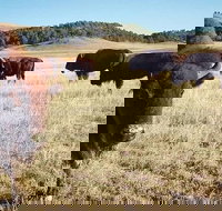 Private Mt Rushmore  Southern Black Hills Tour - Accommodation San Jose