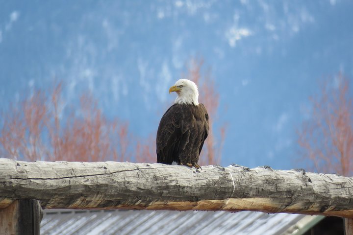 Jackson Hole & Grand Teton Park - Half-Day Wildlife Tour - Morning - thumb 0