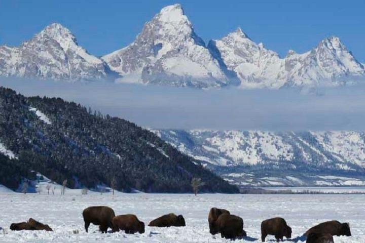 Jackson Hole & Grand Teton Park - Half-Day Wildlife Tour - Morning - thumb 1