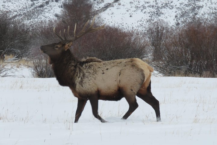 Jackson Hole & Grand Teton Park - Half-Day Wildlife Tour - Morning - thumb 5