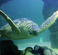 SEA LIFE Aquarium Minnesota Admission Ticket at Mall of America - Accommodation San Jose
